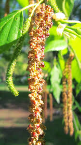Attēlu rezultāti vaicājumam “Betula nana male flower”