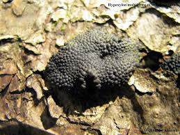 Attēlu rezultāti vaicājumam “Hypoxylon multiforme”