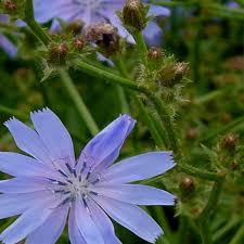 Attēlu rezultāti vaicājumam “Cichorium intybus flower”