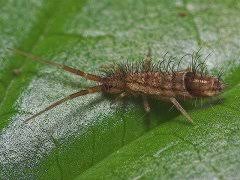 Attēlu rezultāti vaicājumam “Orchesella sp.”