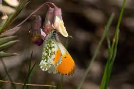 Attēlu rezultāti vaicājumam “Anthocharis cardamines male”