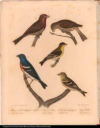 Attēlu rezultāti vaicājumam “Pyrrhula pyrrhula female”