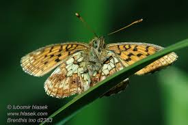 Attēlu rezultāti vaicājumam “Brenthis ino”