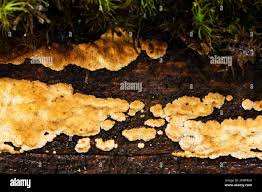 Attēlu rezultāti vaicājumam “Dentipellis fragilis”