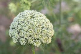 Attēlu rezultāti vaicājumam “Daucus sativus flower”