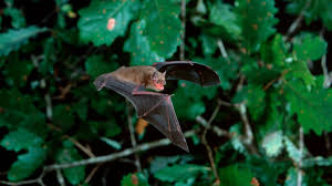 Attēlu rezultāti vaicājumam “Pipistrellus pygmaeus”