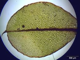 Attēlu rezultāti vaicājumam “Cinclidium stygium”