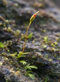 Attēlu rezultāti vaicājumam “Fissidens gracilifolius”