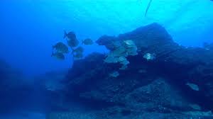 Image result for Rhabdosargus holubi