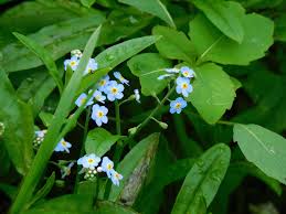 Attēlu rezultāti vaicājumam “Myosotis sparsiflora leaf”