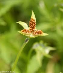 Attēlu rezultāti vaicājumam “Viola arvensis bud”