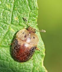 Attēlu rezultāti vaicājumam “Cychramus variegatus”