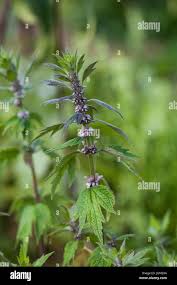 Attēlu rezultāti vaicājumam “Leonurus quinquelobatus”