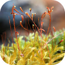 Attēlu rezultāti vaicājumam “Callicladium haldanianum sporophyte”