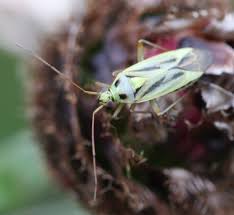 Attēlu rezultāti vaicājumam “Stenotus binotatus male”