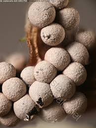 Attēlu rezultāti vaicājumam “Badhamia lilacina”