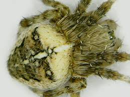 Attēlu rezultāti vaicājumam “Araneus diadematus juvenile”
