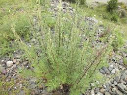 Image result for Artemisia gmelinii