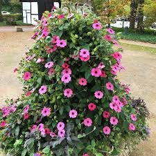 Image result for schwarzäugige Susanne