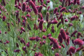 Attēlu rezultāti vaicājumam “Sanguisorba officinalis”