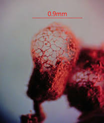 Attēlu rezultāti vaicājumam “Cribraria rubiginosa stalked”