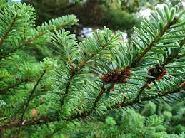 Attēlu rezultāti vaicājumam “Abies veitchii”