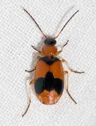 Attēlu rezultāti vaicājumam “Lebia chlorocephala”