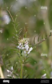 Attēlu rezultāti vaicājumam “Vicia hirsuta flower”