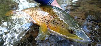 Image result for Reigate & District Angling Association