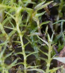 Attēlu rezultāti vaicājumam “Leptobryum pyriforme”