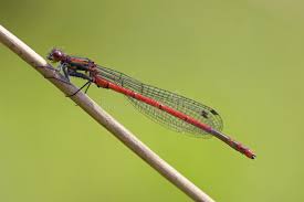 Attēlu rezultāti vaicājumam “Pyrrhosoma nymphula”