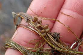 Attēlu rezultāti vaicājumam “Stuckenia filiformis bud”