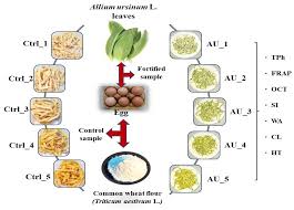 Attēlu rezultāti vaicājumam “Allium ursinum fruit”