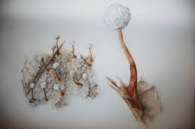 Attēlu rezultāti vaicājumam “Cribraria microcarpa spores”