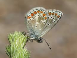 Attēlu rezultāti vaicājumam “Aricia artaxerxes”