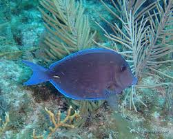 Image result for Acanthurus chirurgus
