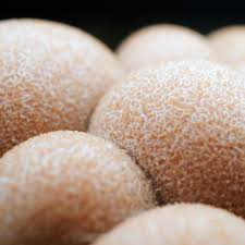 Attēlu rezultāti vaicājumam “Lycogala miserum spores”