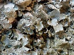 Attēlu rezultāti vaicājumam “Parmelia serrana”