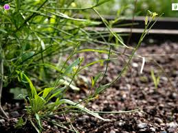 Attēlu rezultāti vaicājumam “Sisymbrium volgense”