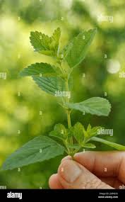 Attēlu rezultāti vaicājumam “Melissa officinalis leaf”