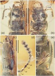 Attēlu rezultāti vaicājumam “Pyrochroidae imago”
