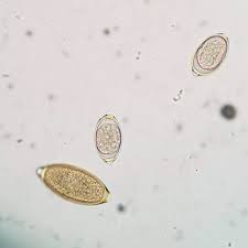 Image result for cestoda excrement dog