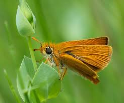 Attēlu rezultāti vaicājumam “Thymelicus sylvestris underside”