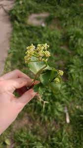 Attēlu rezultāti vaicājumam “Hydrocotyle vulgaris bud”