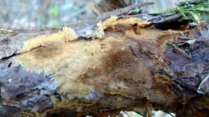 Attēlu rezultāti vaicājumam “Asterodon ferruginosus”