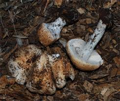 Attēlu rezultāti vaicājumam “Lepiota aspera”