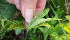 Attēlu rezultāti vaicājumam “Tranzschelia pruni-spinosae”