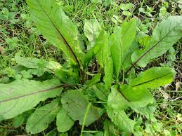 Image result for Rumex sanguineum