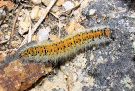 Attēlu rezultāti vaicājumam “Lasiocampa trifolii male”