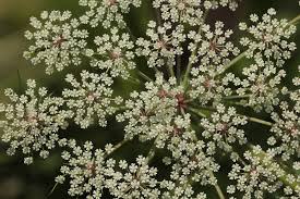 Attēlu rezultāti vaicājumam “Peucedanum palustre flower”